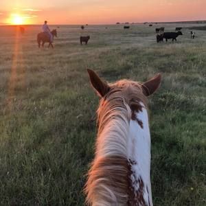 Meet your Posher, Justin